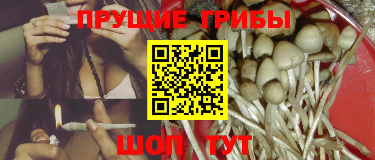 Псилоцибиновые грибы Psilocybe Владикавказ